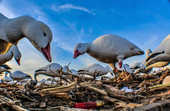 How to Be a Casual Snow Goose Hunter