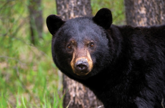 How to Eat a Spring Black Bear