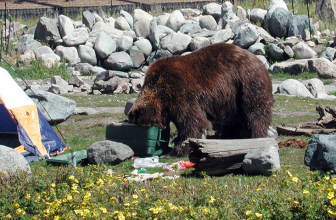 How to Keep Food Safe From Bears While Camping