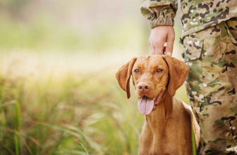 How to Train Your Hunting Dog When You Live in the City
